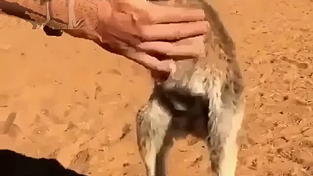 Kangaroo cubs are so cute