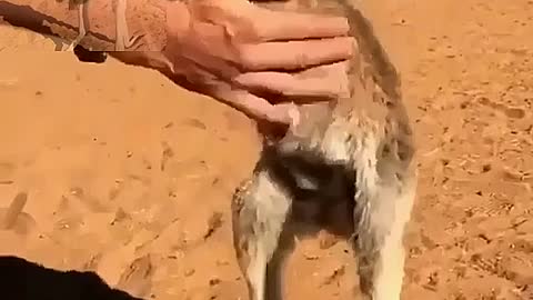 Kangaroo cubs are so cute