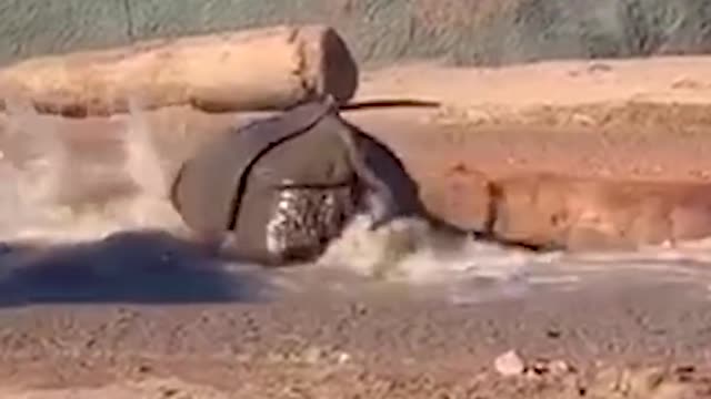 How Strong is a Greater One Horned Rhino