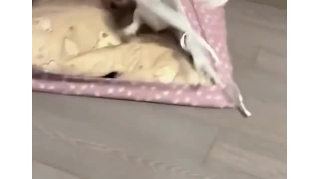 Funny Animal Videos 2022 😂 - Best Dogs And Cats Videos😂😂😂😂😂😂