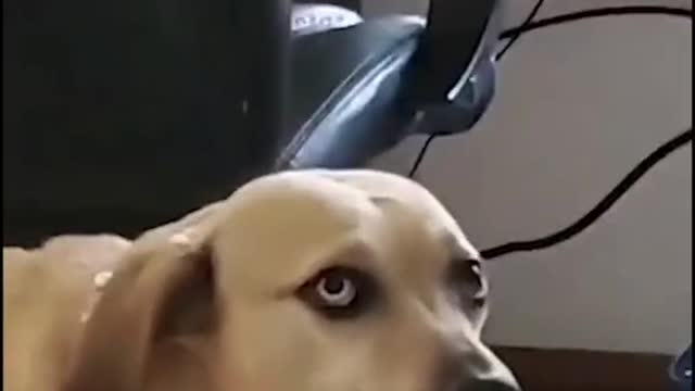 This dog looks less than impressed watching her human play with VR.