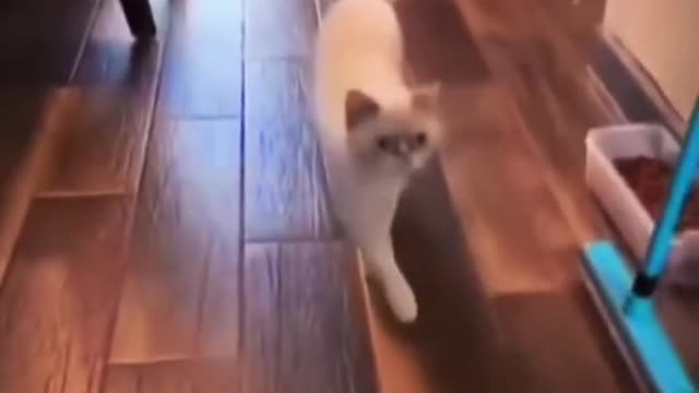 Cat copy to bully its honor.
