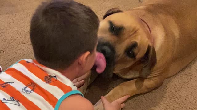 A Boerboel and his Boy