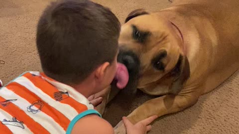 A Boerboel and his Boy