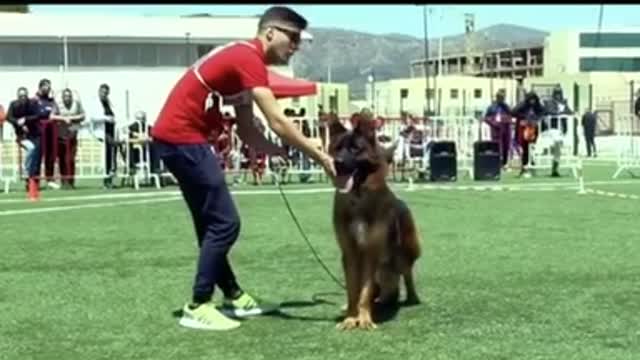 The German Shepherd's Dog is the biggest demonstration