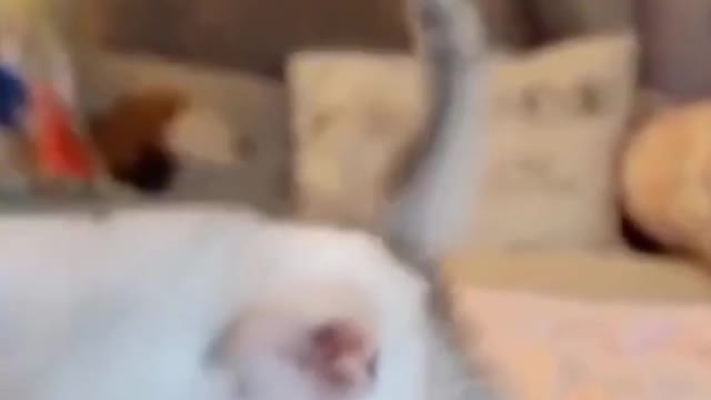 Cute Pets And Funny Animals Compilation #shorts