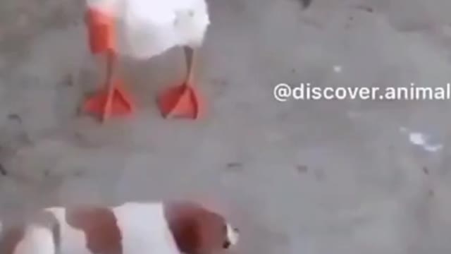 Goose playing with a adorable puppy