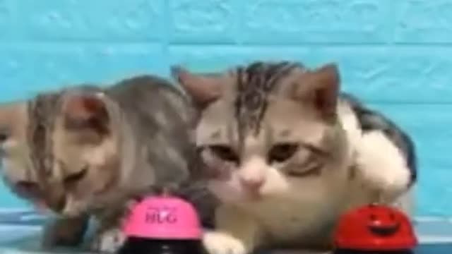 Cute and Funny Cat Videos to Keep You Smiling!😻 Don't try to hold back Laughter