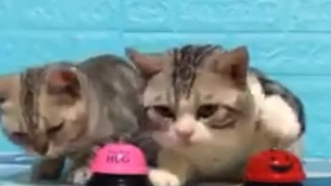 Cute and Funny Cat Videos to Keep You Smiling!😻 Don't try to hold back Laughter