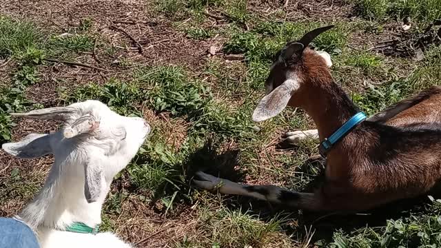 Lazy goats. Chew chew chew