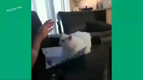 Cat funny video