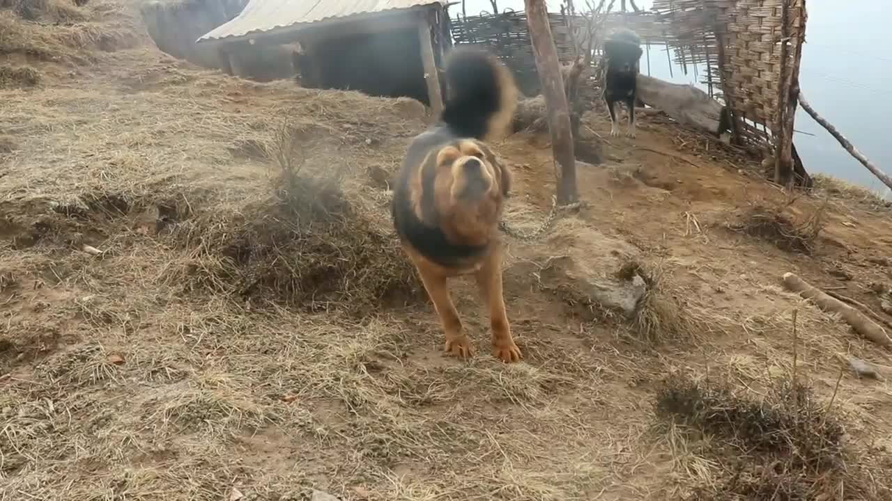 renowned breeder of tibetan mastiff, ms. marta