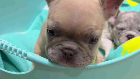 Sassy little puppy