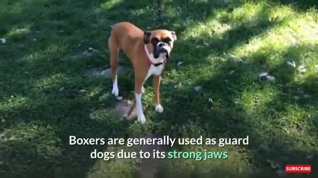 Top 10 Most dangerous dog in whole world