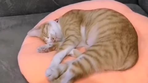 Sleeping cat