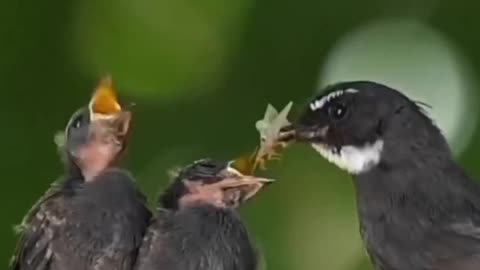 Feel the beauty of the nature || beautiful bird