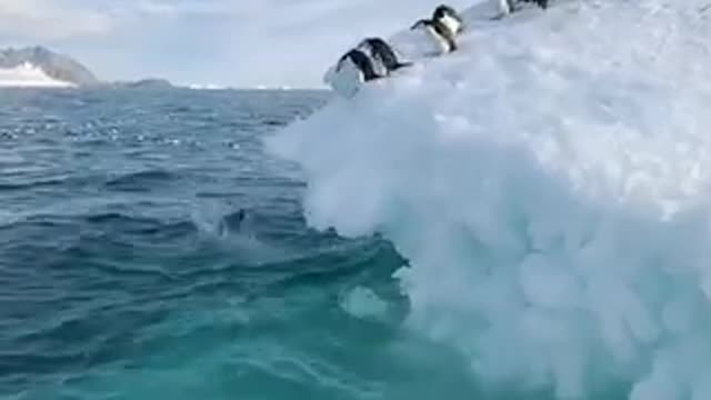 Satisfying Views.Group of Penguins.