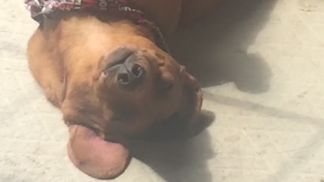 Brown dog laying on back on a mat in the sun