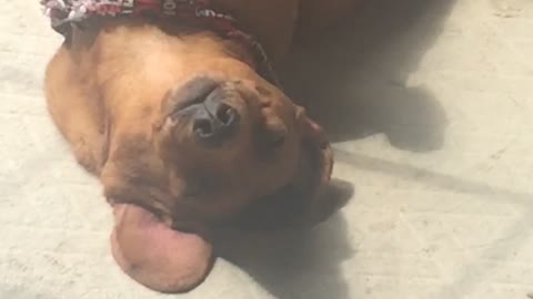 Brown dog laying on back on a mat in the sun