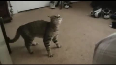 Cat with awful gas