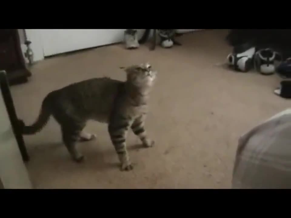 Cat with awful gas