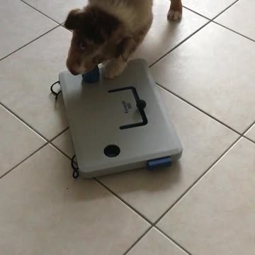 Intelligent puppy solves puzzle to get food