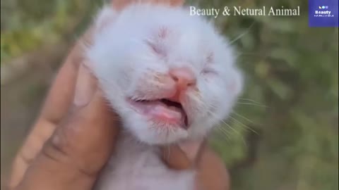 Beautiful Funny Cat for Kids