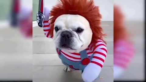How to make dog out shirt