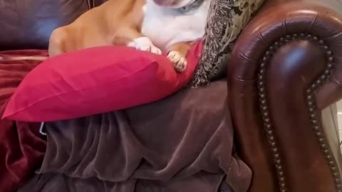 This pittie weighed 120 pounds - now watch her transform!