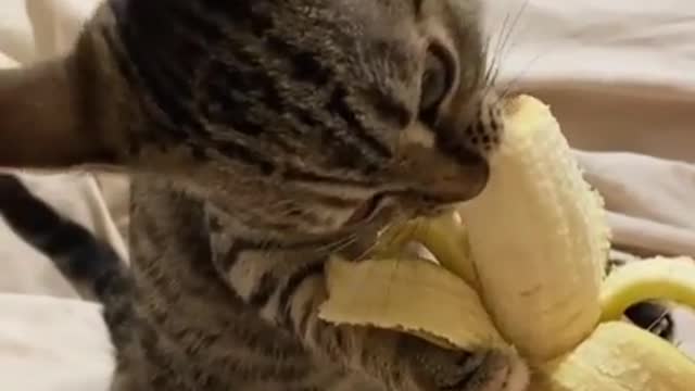 The _cat eats bananas