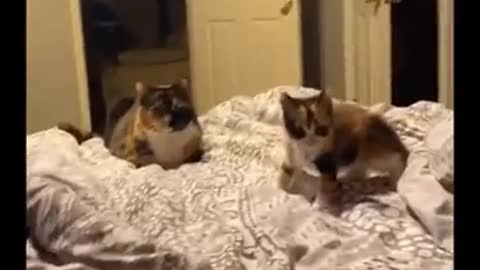 Hilarious cat reaction will make you to cry from laugh