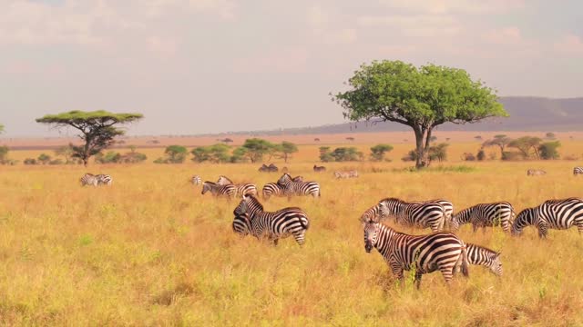 Zebra Group in Africa