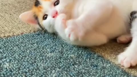 Cutecat