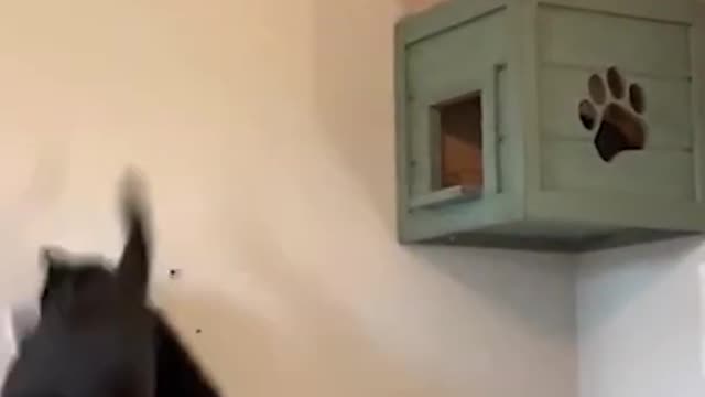 Cat Breaks Shelf As Jumps Through The Air