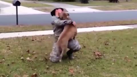 dogs welcoming soldiers home 1