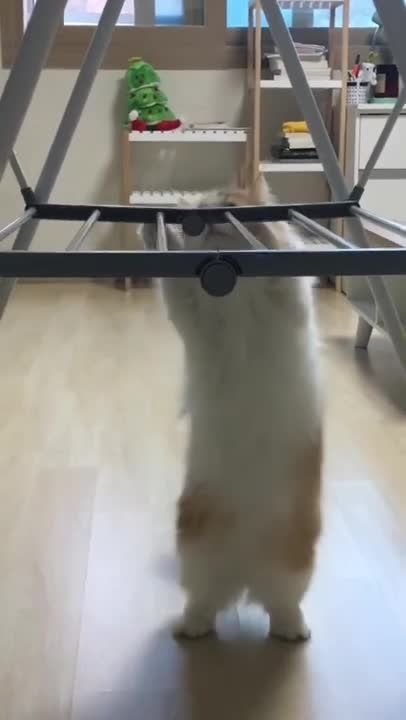 cute cat shorts❤#shorts #cat #cutecat