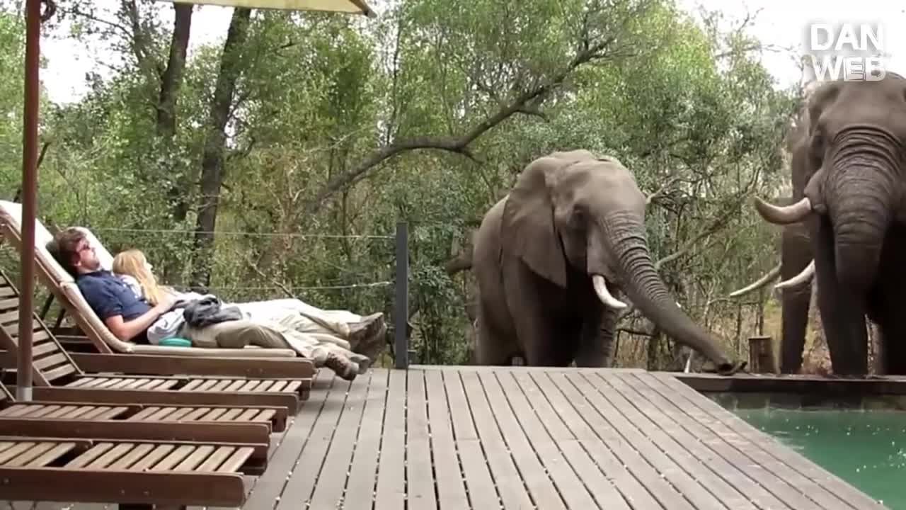 wild animals entering houses OMG
