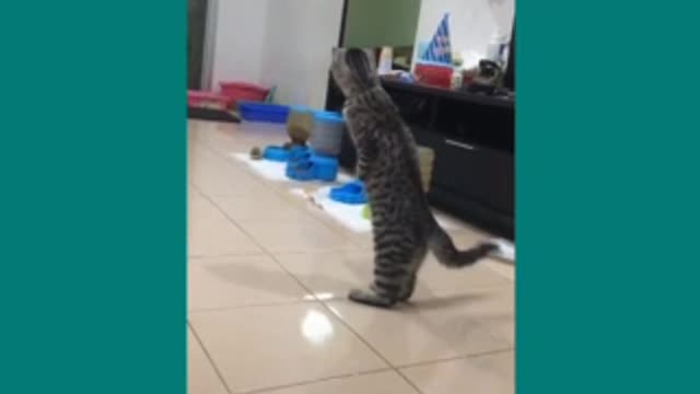 cat funny video 🤣🤣🤣🤣