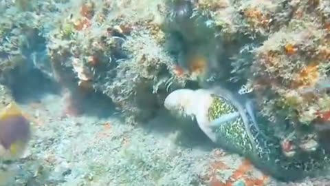 UNDER SEA FISH FOOTAGE