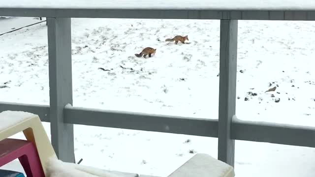 Cute Fox Catches a Mouse for It's Mate