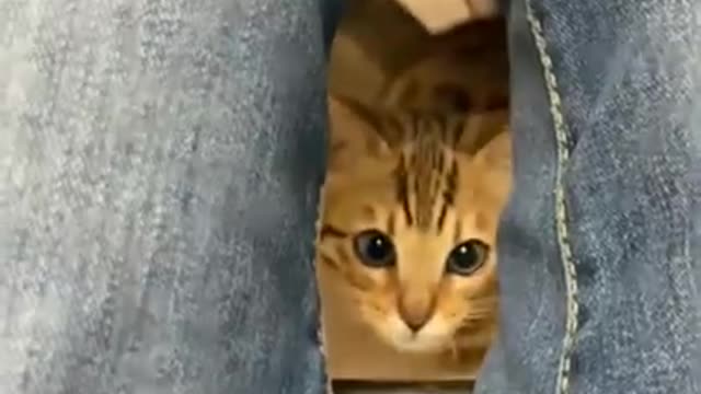 cat acting