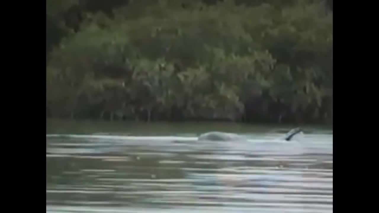 I Thought It Was Only a Myth,Until I Saw This... Real Giant Sea Serpents Caught On Camera