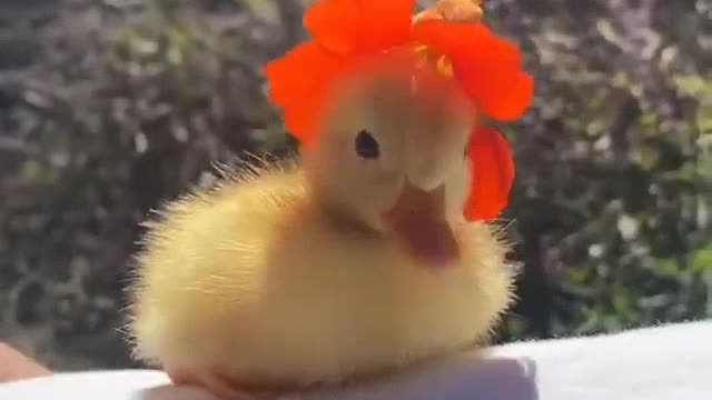 Cute bird duck so adorable