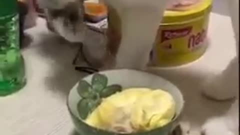 Cats hates to eat durian