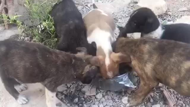 When the street dogs get the good person helping them to save them life’s