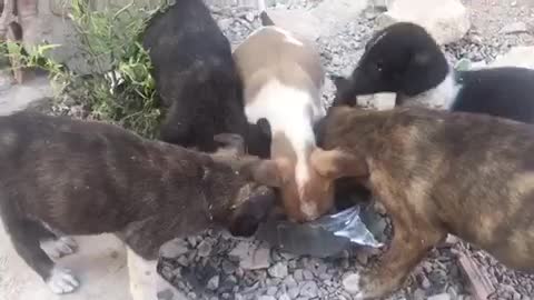 When the street dogs get the good person helping them to save them life’s