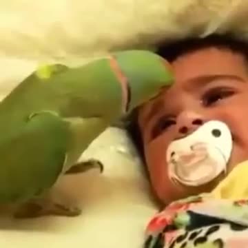 A parrot caresses a baby