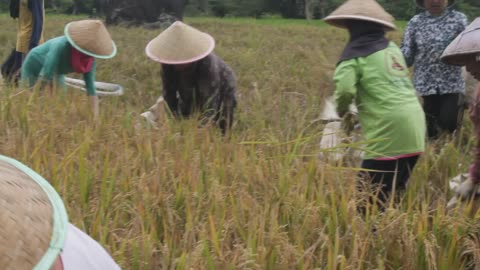 PADDI HARVEST