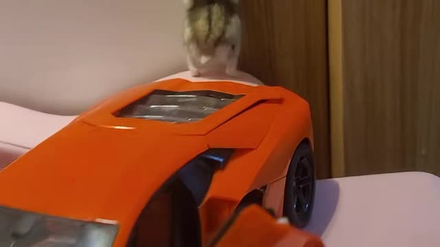 Hamsters riding a Ferrari