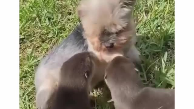 Cute baby animals Videos Compilation cute moment of the animals #1